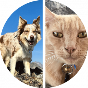 picture of a dog on mountain and a cat sitting on chair